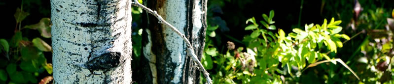 Local Ecosystems [Walking the Talk]