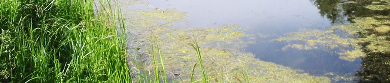 Our Pond (Edmonton Watershed Protection) [Walking the Talk]